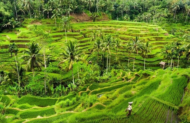 rice-terraces-bali-indonesia